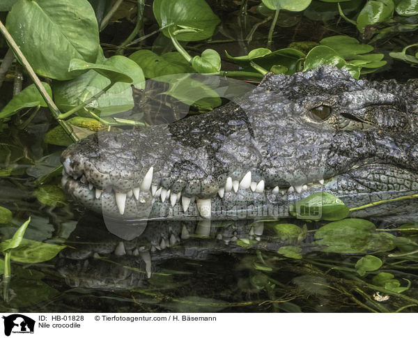 Nilkrokodil / Nile crocodile / HB-01828