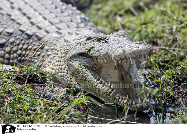 Nilkrokodil / Nile crocodile / MBS-18670