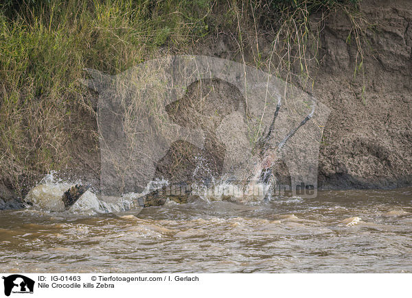 Nile Crocodile kills Zebra / IG-01463
