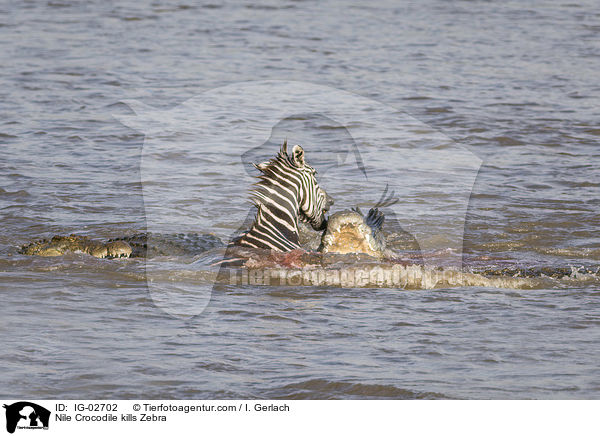 Nilkrokodil ttet Zebra / Nile Crocodile kills Zebra / IG-02702