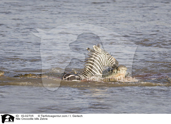 Nile Crocodile kills Zebra / IG-02705
