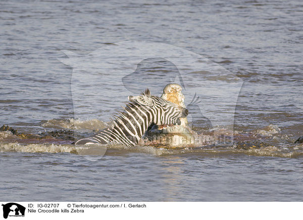 Nile Crocodile kills Zebra / IG-02707