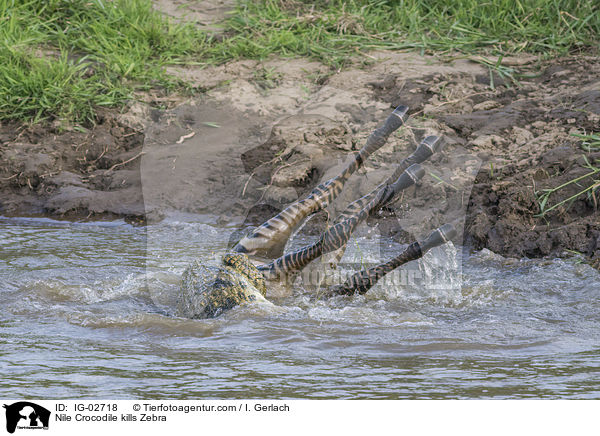 Nile Crocodile kills Zebra / IG-02718