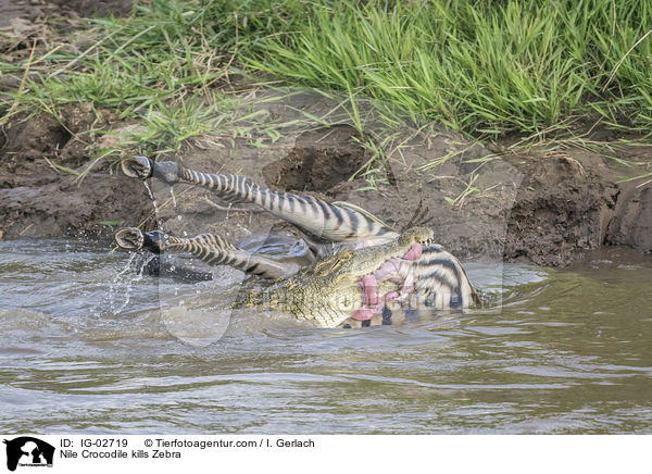 Nile Crocodile kills Zebra / IG-02719