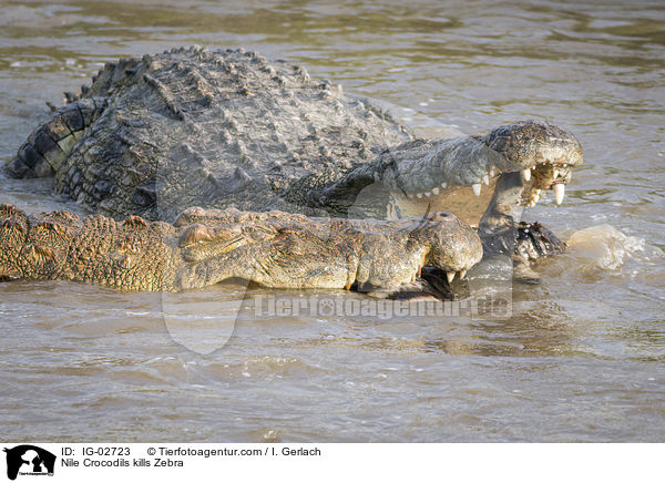 Nile Crocodils kills Zebra / IG-02723