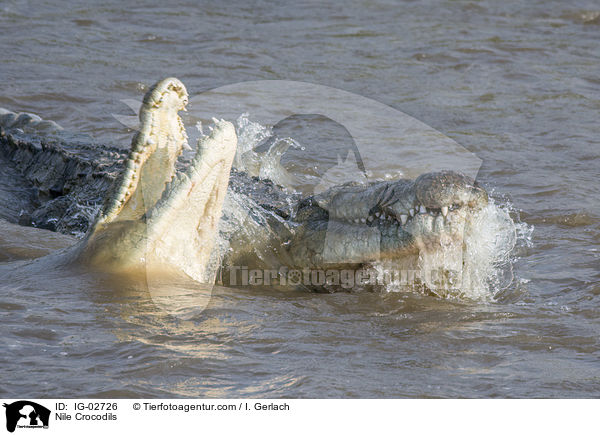 Nilkrokodile / Nile Crocodils / IG-02726