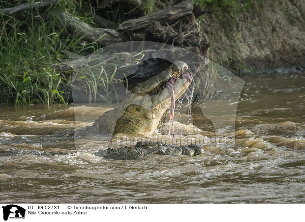 Nilkrokodil frisst Zebra / Nile Crocodile eats Zebra / IG-02731