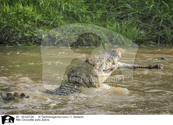 Nile Crocodile eats Zebra / IG-02736