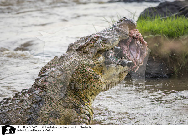 Nile Crocodile eats Zebra / IG-02742