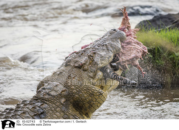 Nile Crocodile eats Zebra / IG-02743
