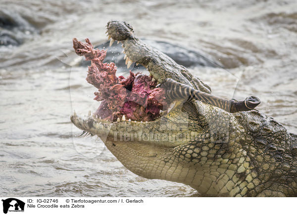 Nile Crocodile eats Zebra / IG-02746