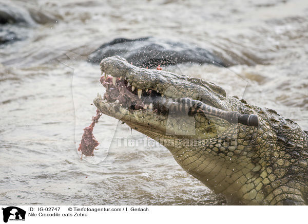 Nilkrokodil frisst Zebra / Nile Crocodile eats Zebra / IG-02747