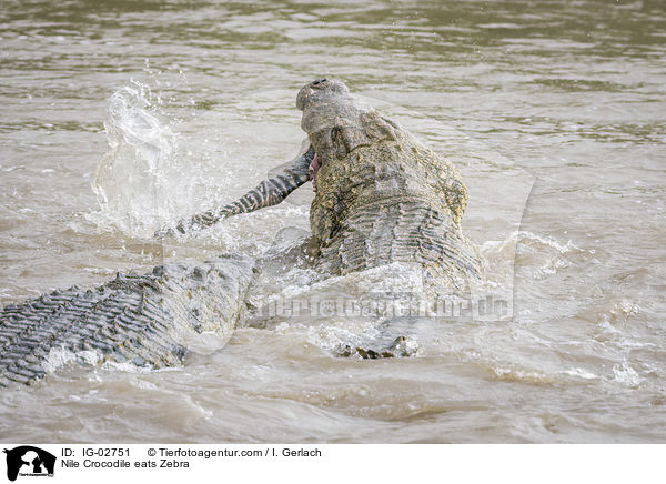 Nilkrokodil frisst Zebra / Nile Crocodile eats Zebra / IG-02751