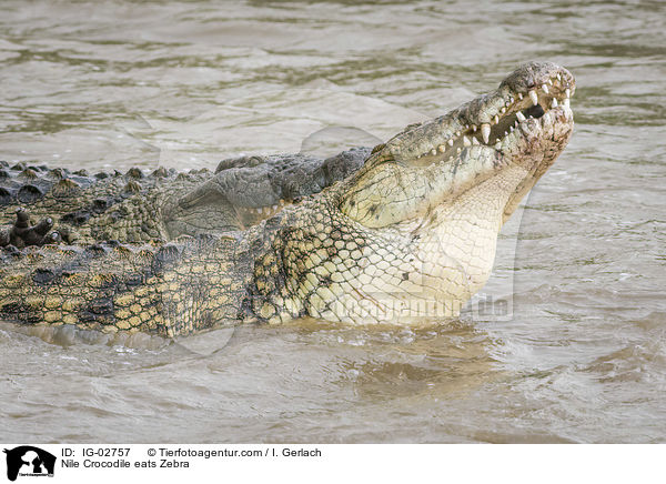 Nilkrokodil frisst Zebra / Nile Crocodile eats Zebra / IG-02757