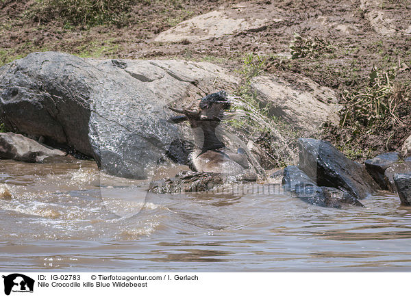 Nilkrokodil ttet Streifengnu / Nile Crocodile kills Blue Wildebeest / IG-02783