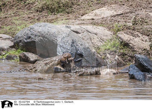 Nilkrokodil ttet Streifengnu / Nile Crocodile kills Blue Wildebeest / IG-02794