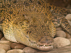 Nile crocodile