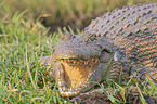 Nile crocodile