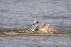 Nile Crocodile kills Zebra