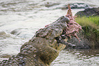 Nile Crocodile eats Zebra