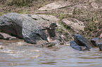 Nile Crocodile kills Blue Wildebeest