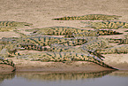 Nile crocodile