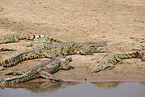 Nile crocodile