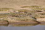 Nile crocodile