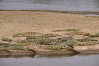 Nile crocodile