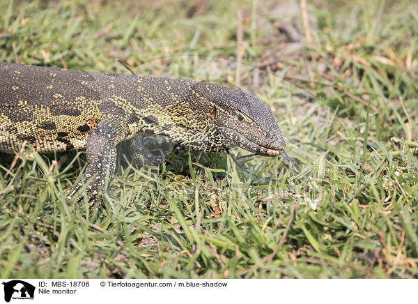 Nilwaran / Nile monitor / MBS-18706