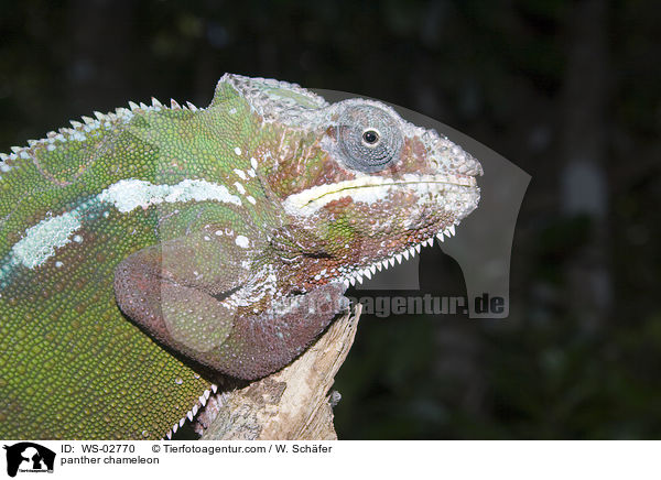 Pantherchamleon / panther chameleon / WS-02770