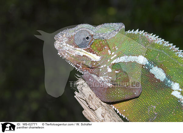 panther chameleon / WS-02771