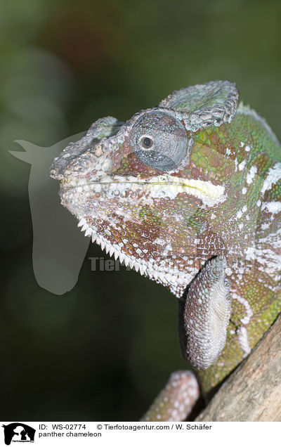 panther chameleon / WS-02774