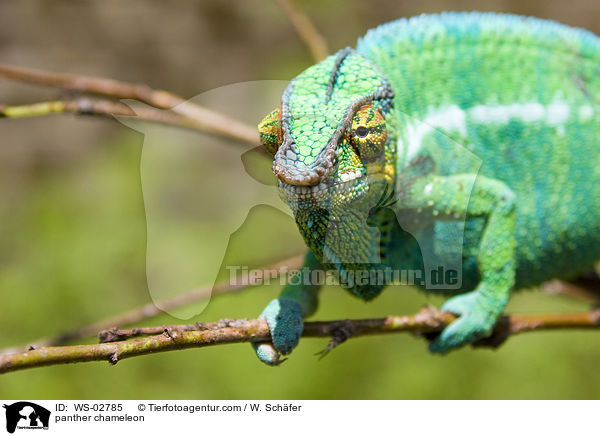 Pantherchamleon / panther chameleon / WS-02785