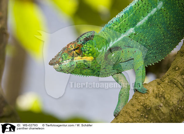 panther chameleon / WS-02793