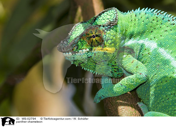 Pantherchamleon / panther chameleon / WS-02794