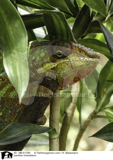 Pantherchamleon / panther chameleon / HB-01780