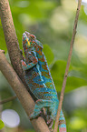 Panther Chameleon