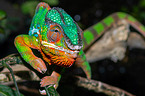 panther chameleon