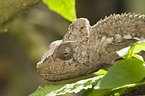 Parsons chameleon