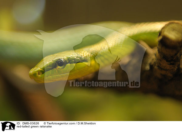 red-tailed green ratsnake / DMS-03626