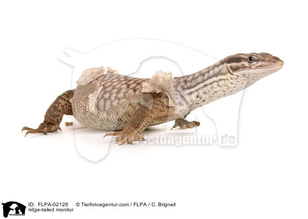 ridge-tailed monitor / FLPA-02126