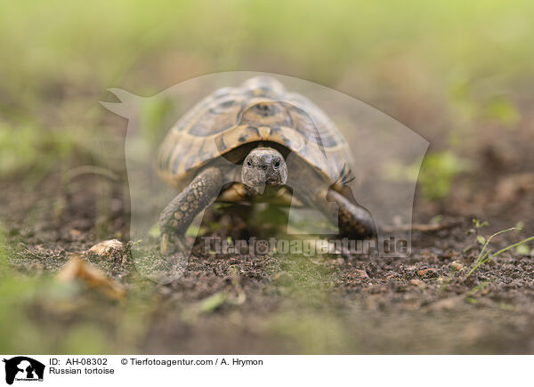 Vierzehenschildkrte / Russian tortoise / AH-08302