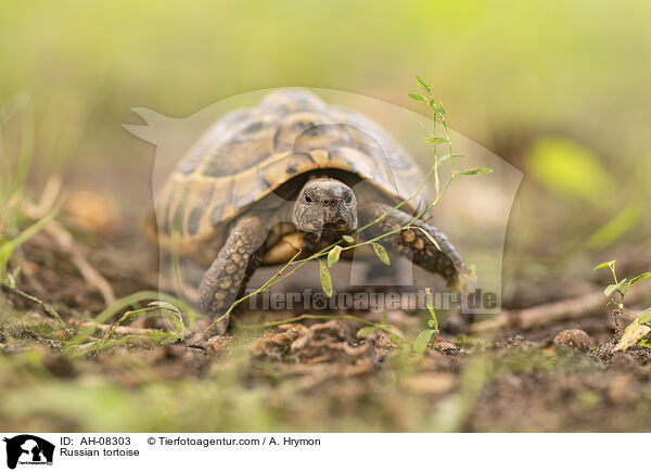 Vierzehenschildkrte / Russian tortoise / AH-08303