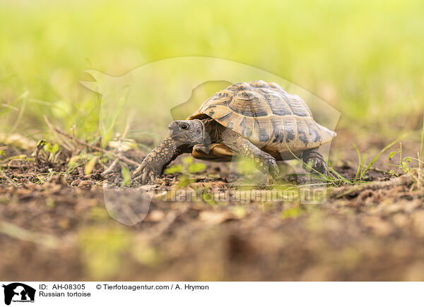 Vierzehenschildkrte / Russian tortoise / AH-08305