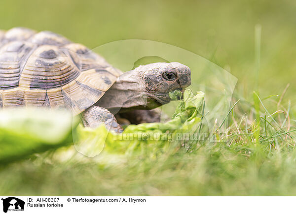 Vierzehenschildkrte / Russian tortoise / AH-08307