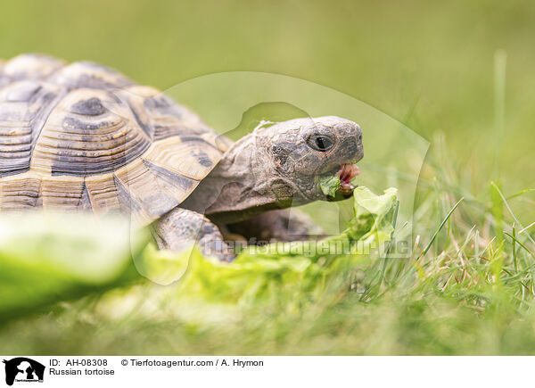 Vierzehenschildkrte / Russian tortoise / AH-08308