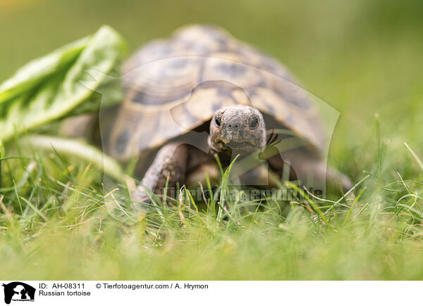 Vierzehenschildkrte / Russian tortoise / AH-08311