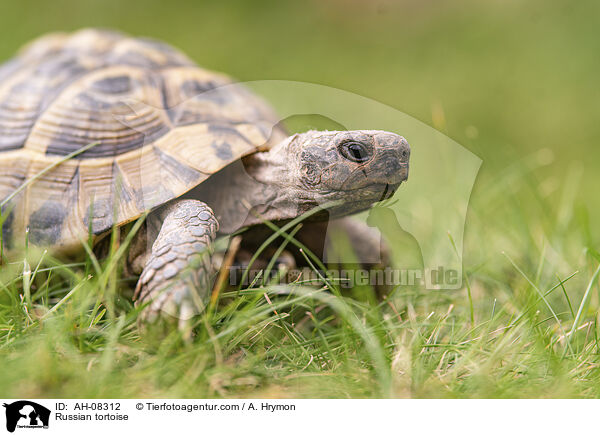 Vierzehenschildkrte / Russian tortoise / AH-08312