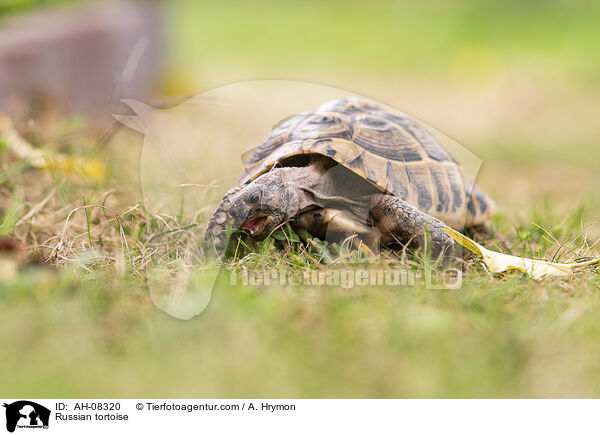 Vierzehenschildkrte / Russian tortoise / AH-08320